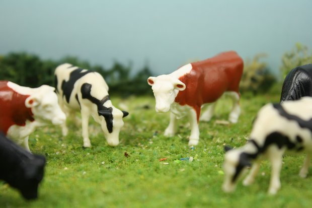 Cows - 1" Cattle-Assorted Pieces - Set of 6 - 102-2038