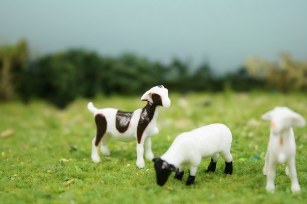 Goats & Sheep 3/4" - Set of 6 - 102-2062