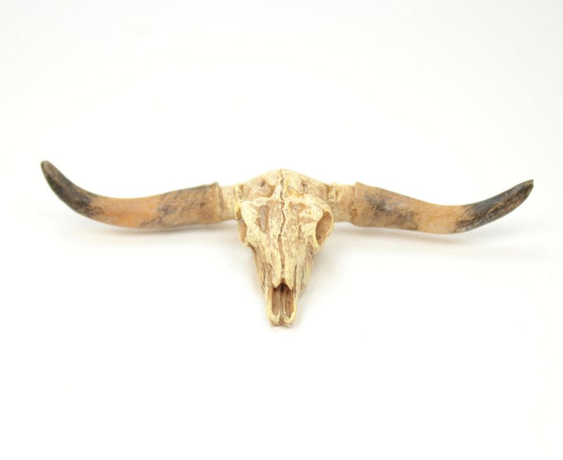 Old West Dry Cattle Skull - #118-1008