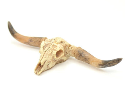 Old West Dry Cattle Skull - #118-1008