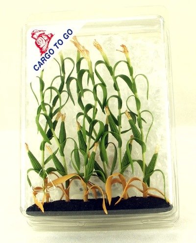 Cargo-To-Go: "G" Scale Corn Stalks - Farm Fresh! - 101-0849